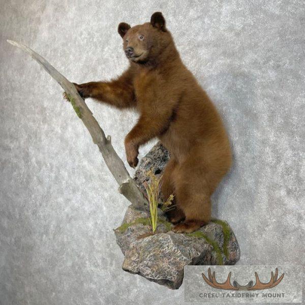 Cinnamon Black Bear Cub Life-Size Taxidermy Mount For Sale - Image 2