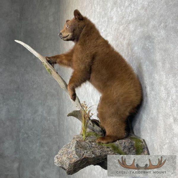 Cinnamon Black Bear Cub Life-Size Taxidermy Mount For Sale - Image 3