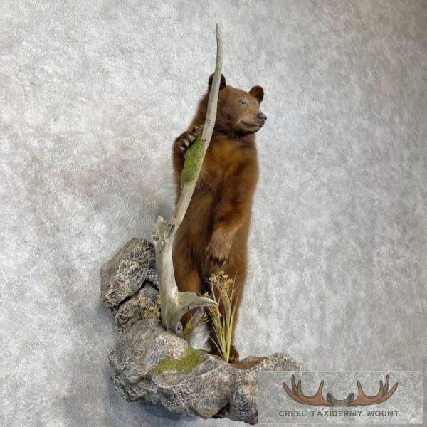 Cinnamon Black Bear Cub Life-Size Taxidermy Mount For Sale - Image 4