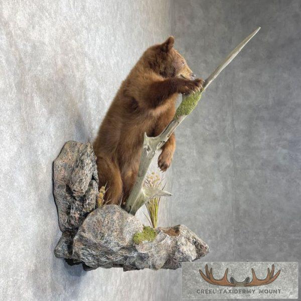 Cinnamon Black Bear Cub Life-Size Taxidermy Mount For Sale - Image 5