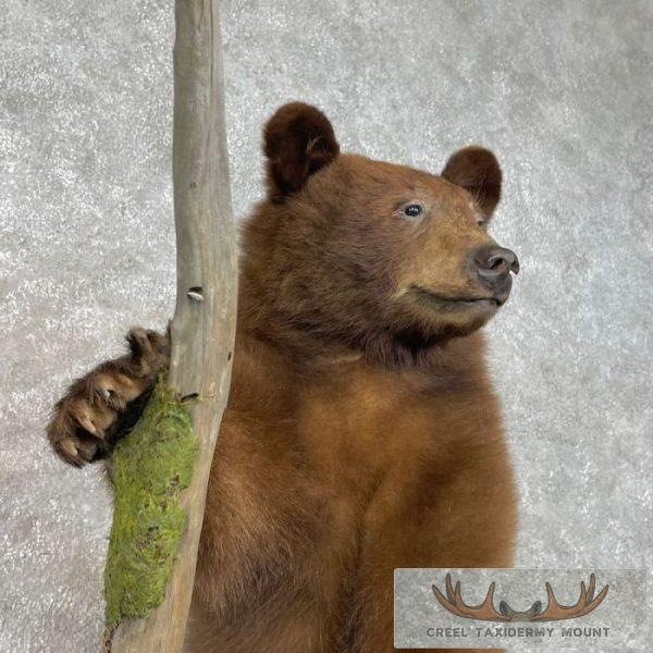 Cinnamon Black Bear Cub Life-Size Taxidermy Mount For Sale - Image 6