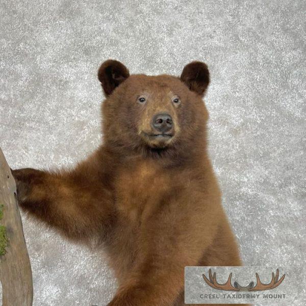 Cinnamon Black Bear Cub Life-Size Taxidermy Mount For Sale - Image 7