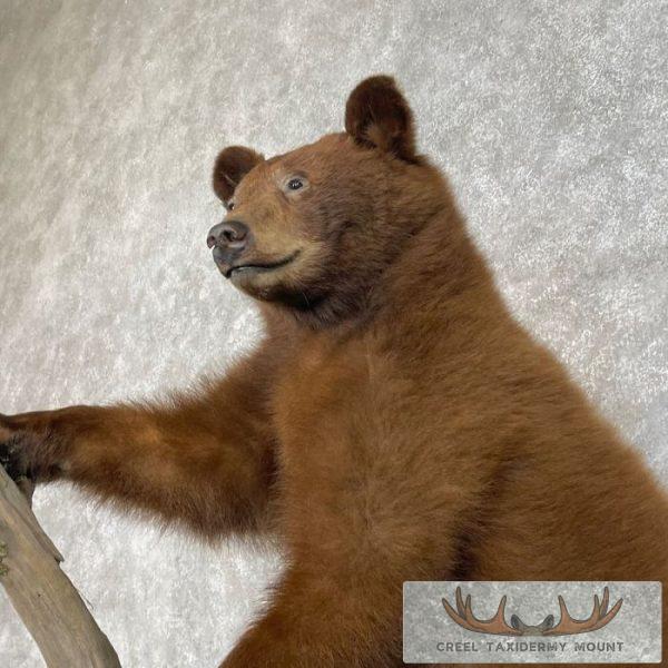Cinnamon Black Bear Cub Life-Size Taxidermy Mount For Sale - Image 8