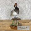 Redhead Duck Taxidermy Bird Mount For Sale - Image 2