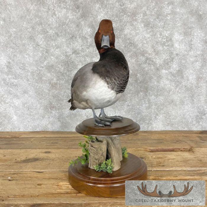 Redhead Duck Taxidermy Bird Mount For Sale - Image 2