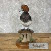 Redhead Duck Taxidermy Bird Mount For Sale - Image 3