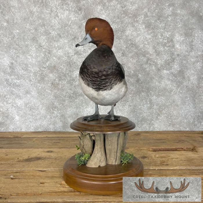 Redhead Duck Taxidermy Bird Mount For Sale - Image 3