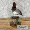 Redhead Duck Taxidermy Bird Mount For Sale - Image 4