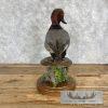 Redhead Duck Taxidermy Bird Mount For Sale - Image 5