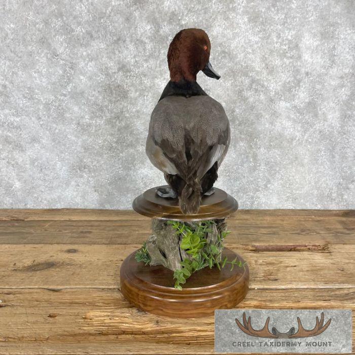 Redhead Duck Taxidermy Bird Mount For Sale - Image 5