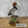 Redhead Duck Taxidermy Bird Mount For Sale - Image 6
