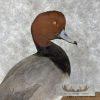 Redhead Duck Taxidermy Bird Mount For Sale - Image 7