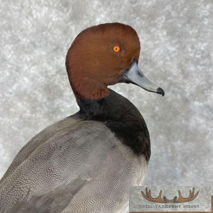 Redhead Duck Taxidermy Bird Mount For Sale - Image 7