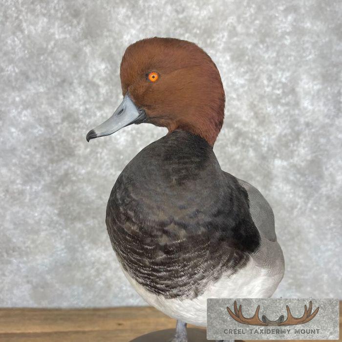 Redhead Duck Taxidermy Bird Mount For Sale - Image 8