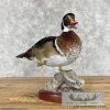 Wood Duck Taxidermy Bird Mount For Sale - Image 2