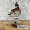Wood Duck Taxidermy Bird Mount For Sale - Image 3