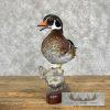 Wood Duck Taxidermy Bird Mount For Sale - Image 4