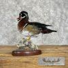 Wood Duck Taxidermy Bird Mount For Sale - Image 5