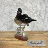 Wood Duck Taxidermy Bird Mount For Sale - Image 6