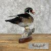 Wood Duck Taxidermy Bird Mount For Sale - Image 7