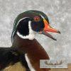 Wood Duck Taxidermy Bird Mount For Sale - Image 8