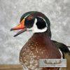 Wood Duck Taxidermy Bird Mount For Sale - Image 9