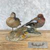 Cinnamon Teal Duck Pair Taxidermy Bird Mount For Sale - Image 3