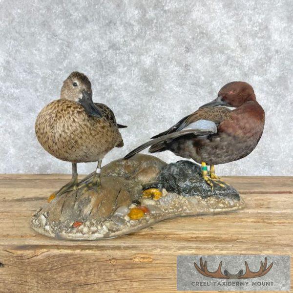 Cinnamon Teal Duck Pair Taxidermy Bird Mount For Sale - Image 3