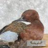 Cinnamon Teal Duck Pair Taxidermy Bird Mount For Sale - Image 2