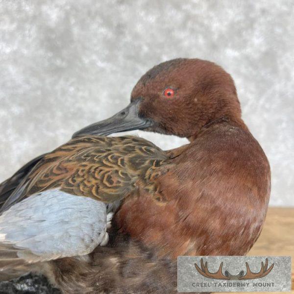 Cinnamon Teal Duck Pair Taxidermy Bird Mount For Sale - Image 2