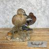 Cinnamon Teal Duck Pair Taxidermy Bird Mount For Sale - Image 4