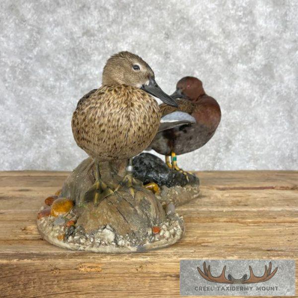 Cinnamon Teal Duck Pair Taxidermy Bird Mount For Sale - Image 4