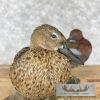 Cinnamon Teal Duck Pair Taxidermy Bird Mount For Sale - Image 5
