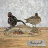 Cinnamon Teal Duck Pair Taxidermy Bird Mount For Sale - Image 6