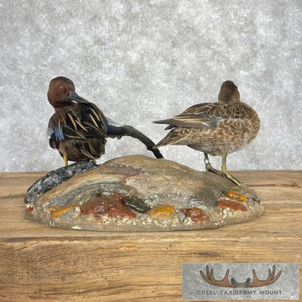 Cinnamon Teal Duck Pair Taxidermy Bird Mount For Sale - Image 6