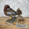 Cinnamon Teal Duck Pair Taxidermy Bird Mount For Sale - Image 7