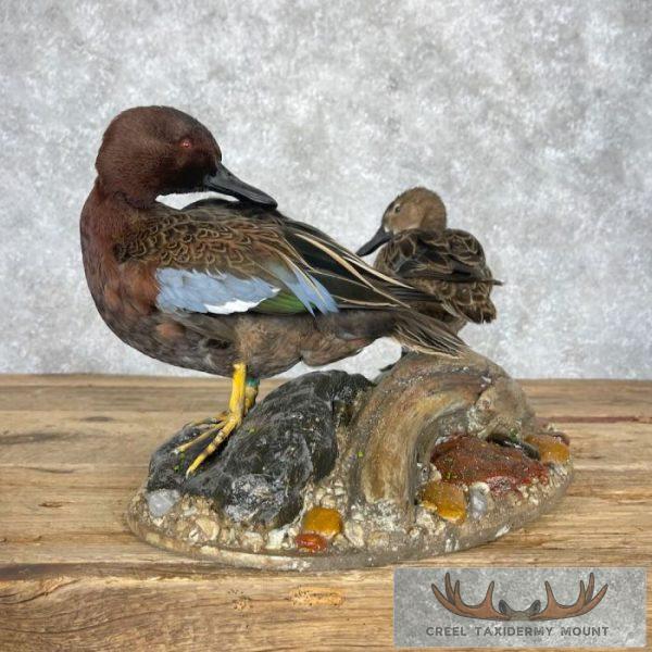 Cinnamon Teal Duck Pair Taxidermy Bird Mount For Sale - Image 7