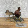 Cinnamon Teal Duck Pair Taxidermy Bird Mount For Sale - Image 8