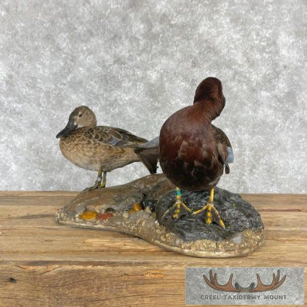 Cinnamon Teal Duck Pair Taxidermy Bird Mount For Sale - Image 8
