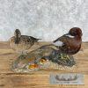 Cinnamon Teal Duck Pair Taxidermy Bird Mount For Sale - Image 9
