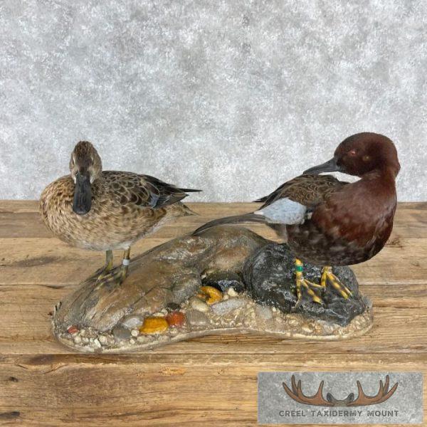 Cinnamon Teal Duck Pair Taxidermy Bird Mount For Sale - Image 9