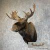 Canadian Moose Taxidermy Shoulder Mount For Sale - Image 2