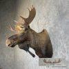 Canadian Moose Taxidermy Shoulder Mount For Sale - Image 3