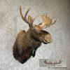 Canadian Moose Taxidermy Shoulder Mount For Sale - Image 4