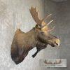 Canadian Moose Taxidermy Shoulder Mount For Sale - Image 5