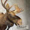 Canadian Moose Taxidermy Shoulder Mount For Sale - Image 6