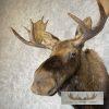 Canadian Moose Taxidermy Shoulder Mount For Sale - Image 8