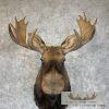 Canadian Moose Taxidermy Shoulder Mount For Sale - Image 7