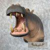 African Hippopotamus Taxidermy Shoulder Mount For Sale - Image 2