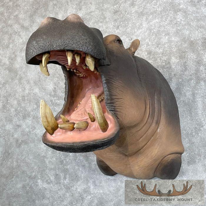 African Hippopotamus Taxidermy Shoulder Mount For Sale - Image 2